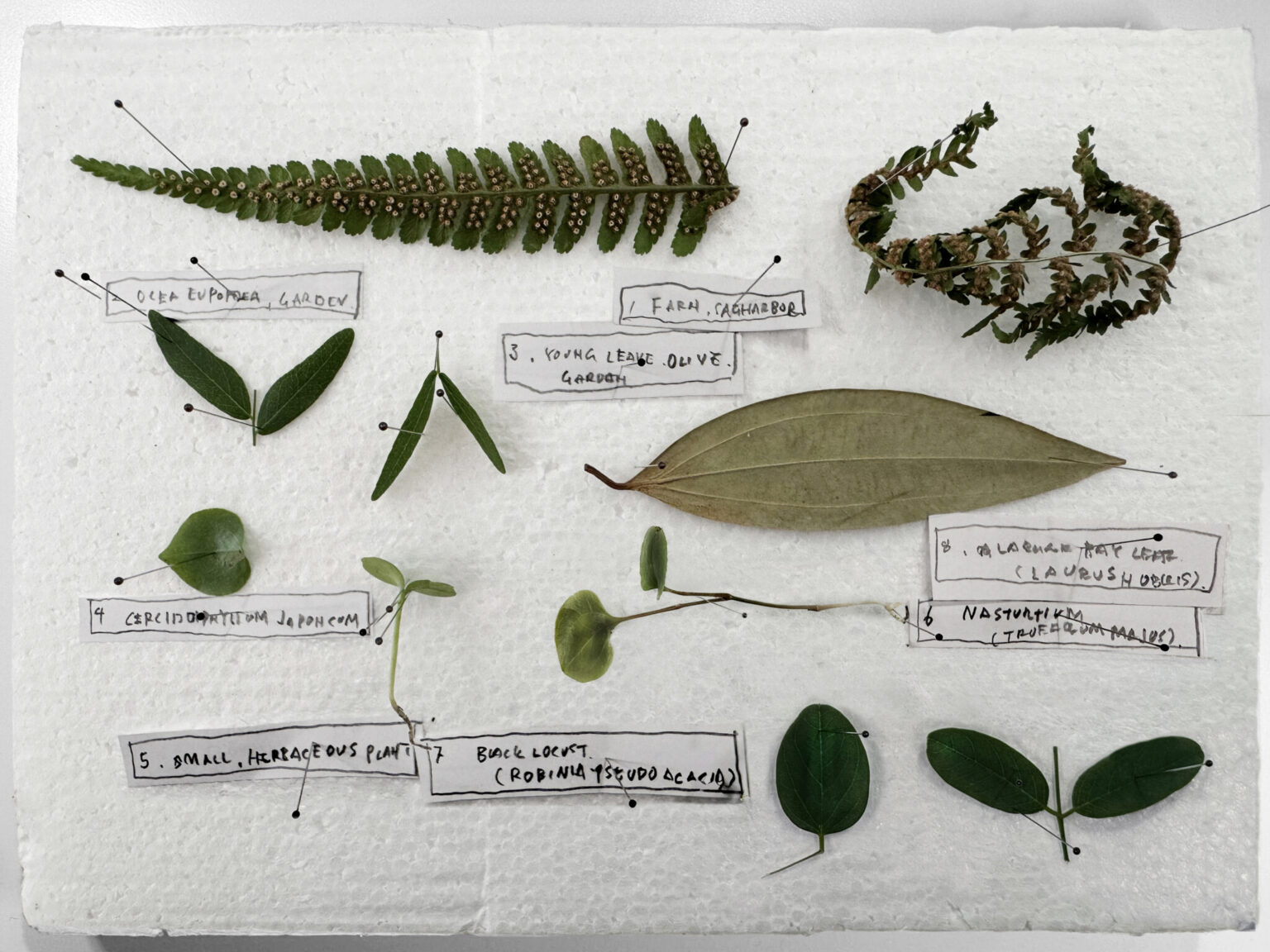 SAGE, Ambientec. Design by Nao Tamura. | Found on a walk: Plants always turn toward light