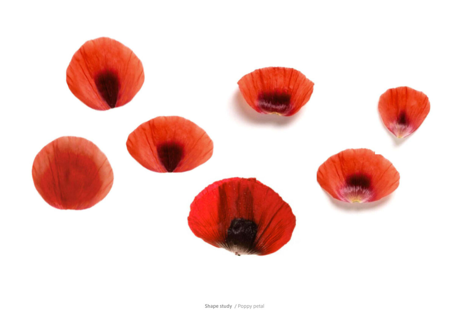 URUSHI, Take Action Foundation. Design by Nao Tamura. | Shape study. Poppy petals, pressed flat.